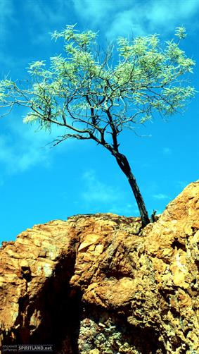 Tree On Rock, WA. 
